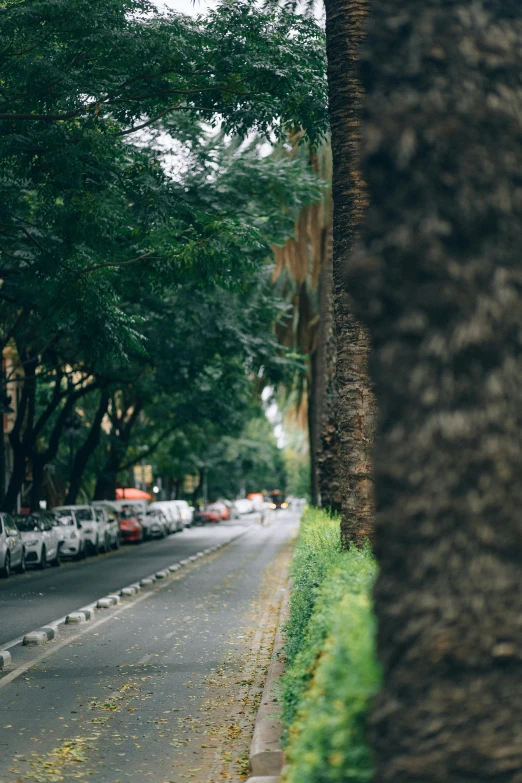 a row of parked cars on the side of a road, a picture, inspired by Thomas Struth, unsplash contest winner, realism, tropical trees, streets of mumbai, 8k 50mm iso 10, talaat harb square cairo