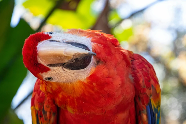 a red and yellow parrot sitting on top of a tree branch, a portrait, pexels contest winner, renaissance, winking at the camera, 🦩🪐🐞👩🏻🦳, avatar image, high angle close up shot