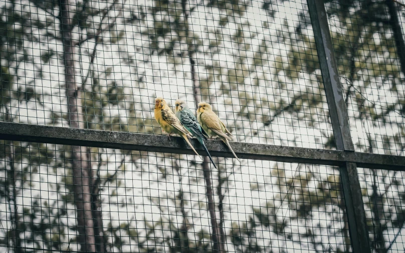 a couple of birds sitting on top of a fence, a portrait, unsplash, three animals, cages, 2000s photo