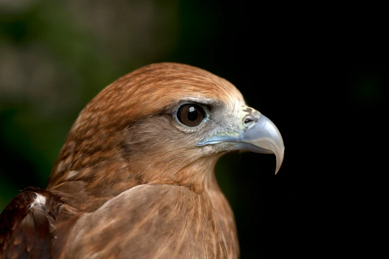 a close up of a bird of prey, pexels contest winner, hurufiyya, on display, te pae, 8 k smooth, brown