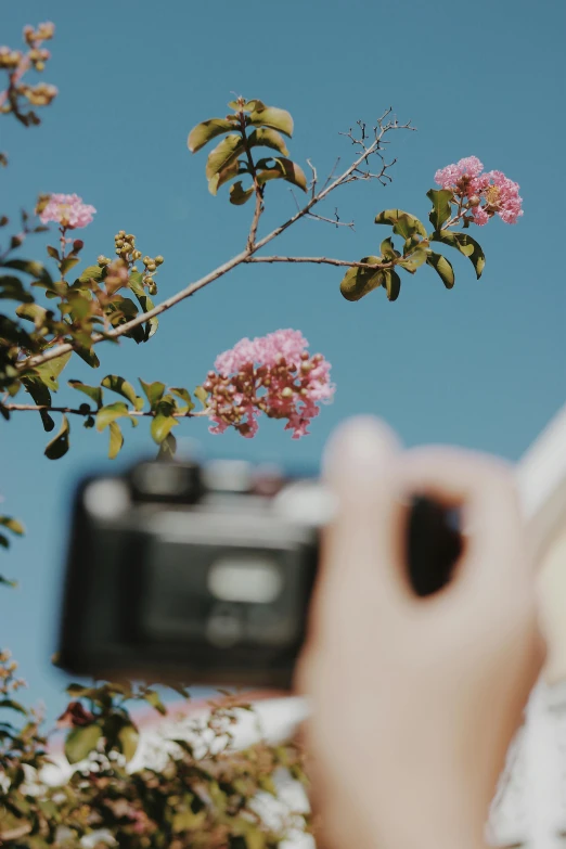 a person taking a picture with a camera, flowers and trees, like a catalog photograph, shot from below, photography]