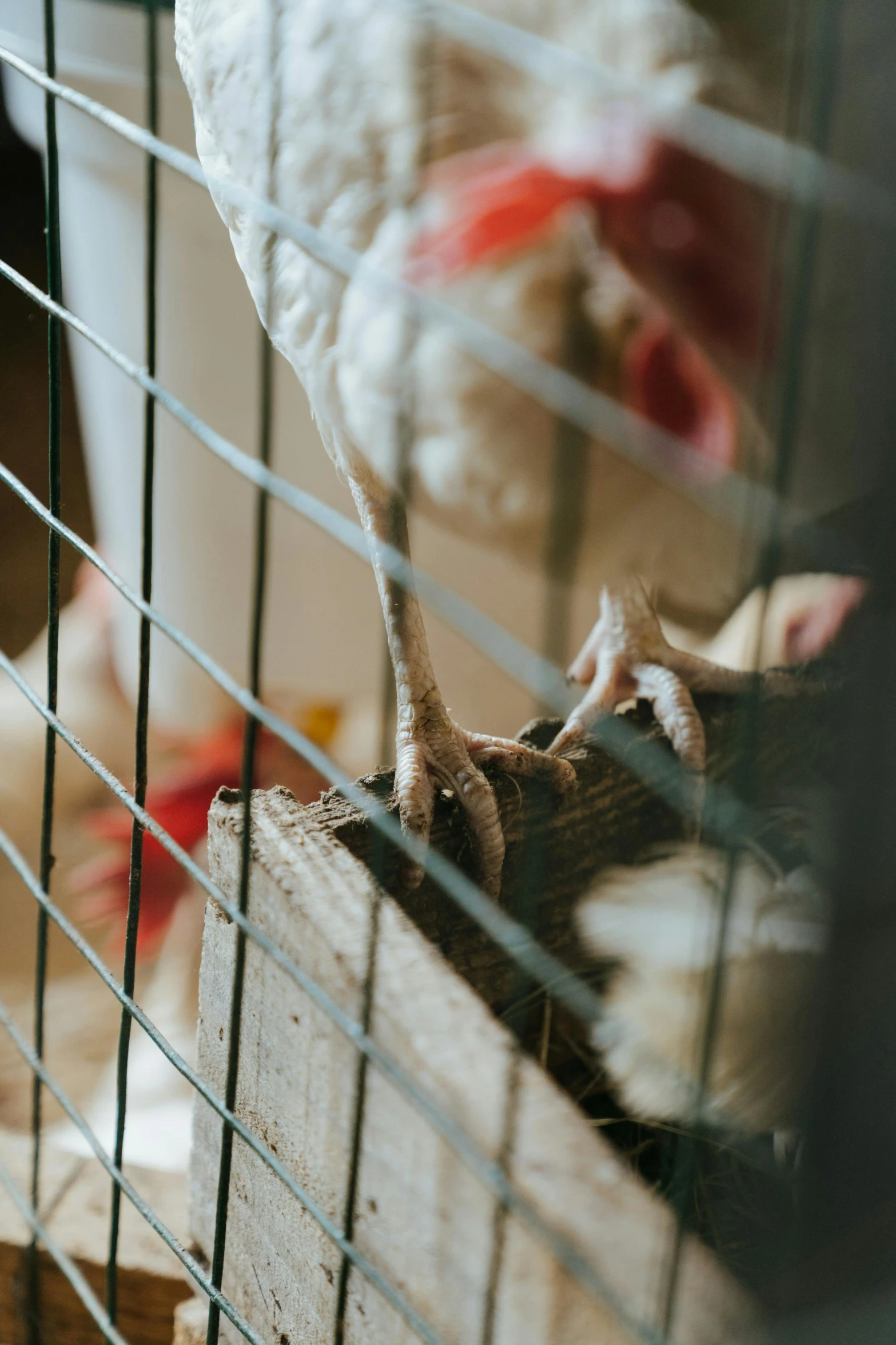 a close up of a chicken in a cage, pexels contest winner, renaissance, panels, eating, multiple stories, high resolution photo