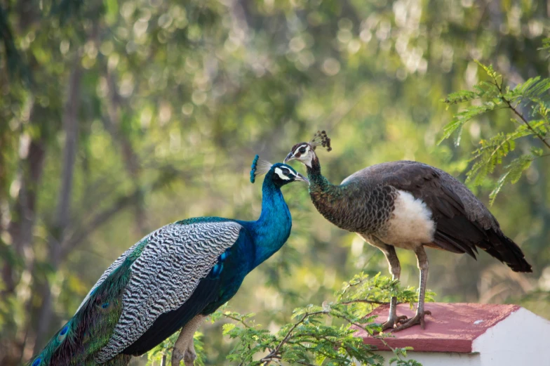 a couple of peacocks standing next to each other, by Max Dauthendey, pexels contest winner, bird poo on head, uttarakhand, 🦩🪐🐞👩🏻🦳, preparing to fight