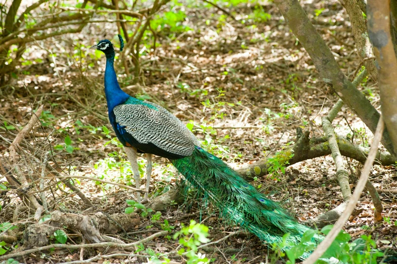a peacock standing in the middle of a forest, by Lorraine Fox, flickr, hurufiyya, 1 6 x 1 6, sri lanka, long tail, teals