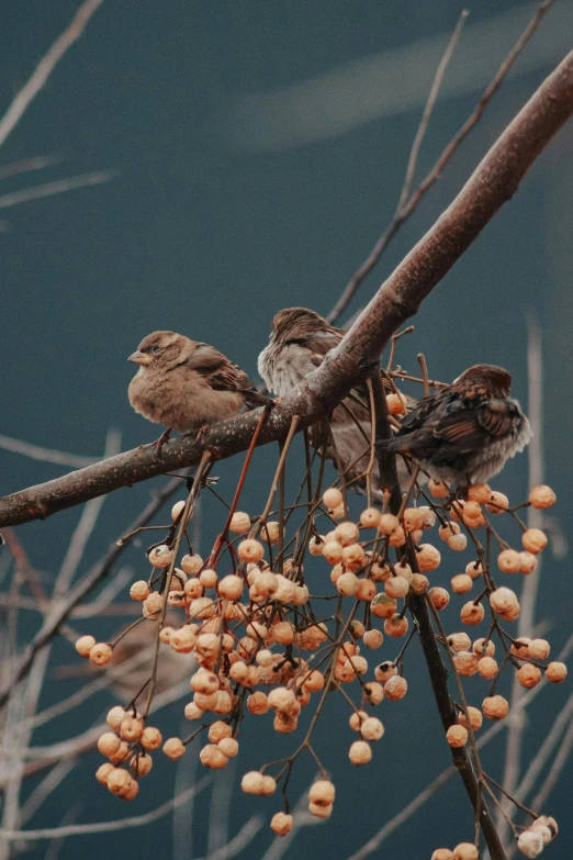 a couple of birds sitting on top of a tree branch, inspired by Elsa Bleda, unsplash contest winner, naturalism, walnuts, (3 are winter, bo xun ling, “berries