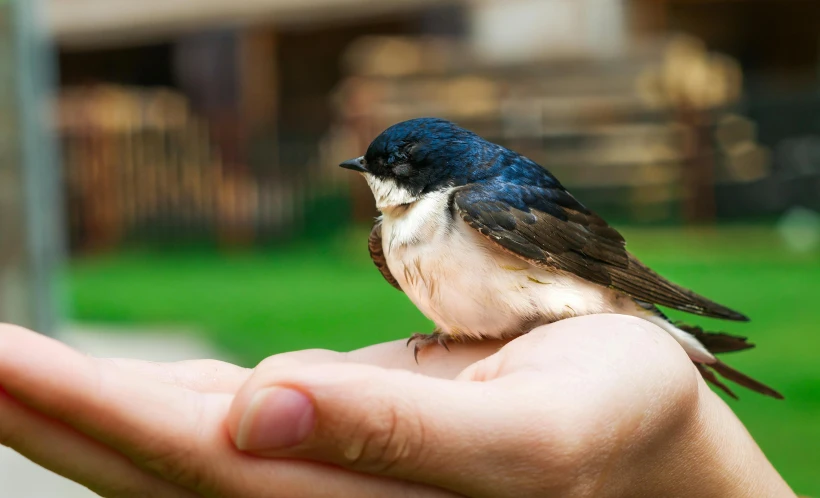 a small bird sitting on top of a person's hand