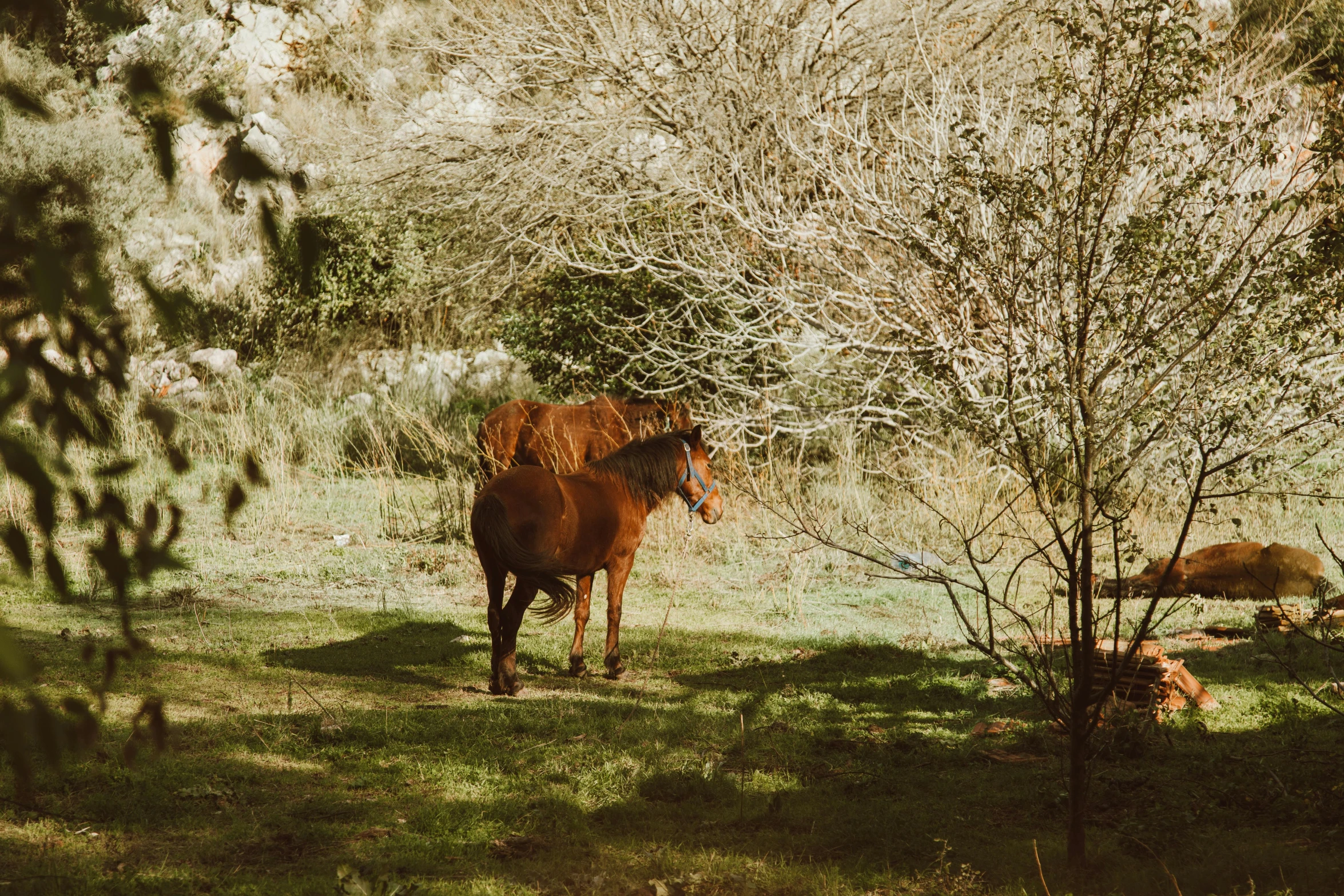 a brown horse standing on top of a lush green field, under the soft shadow of a tree, unsplash photography, male and female, digital image