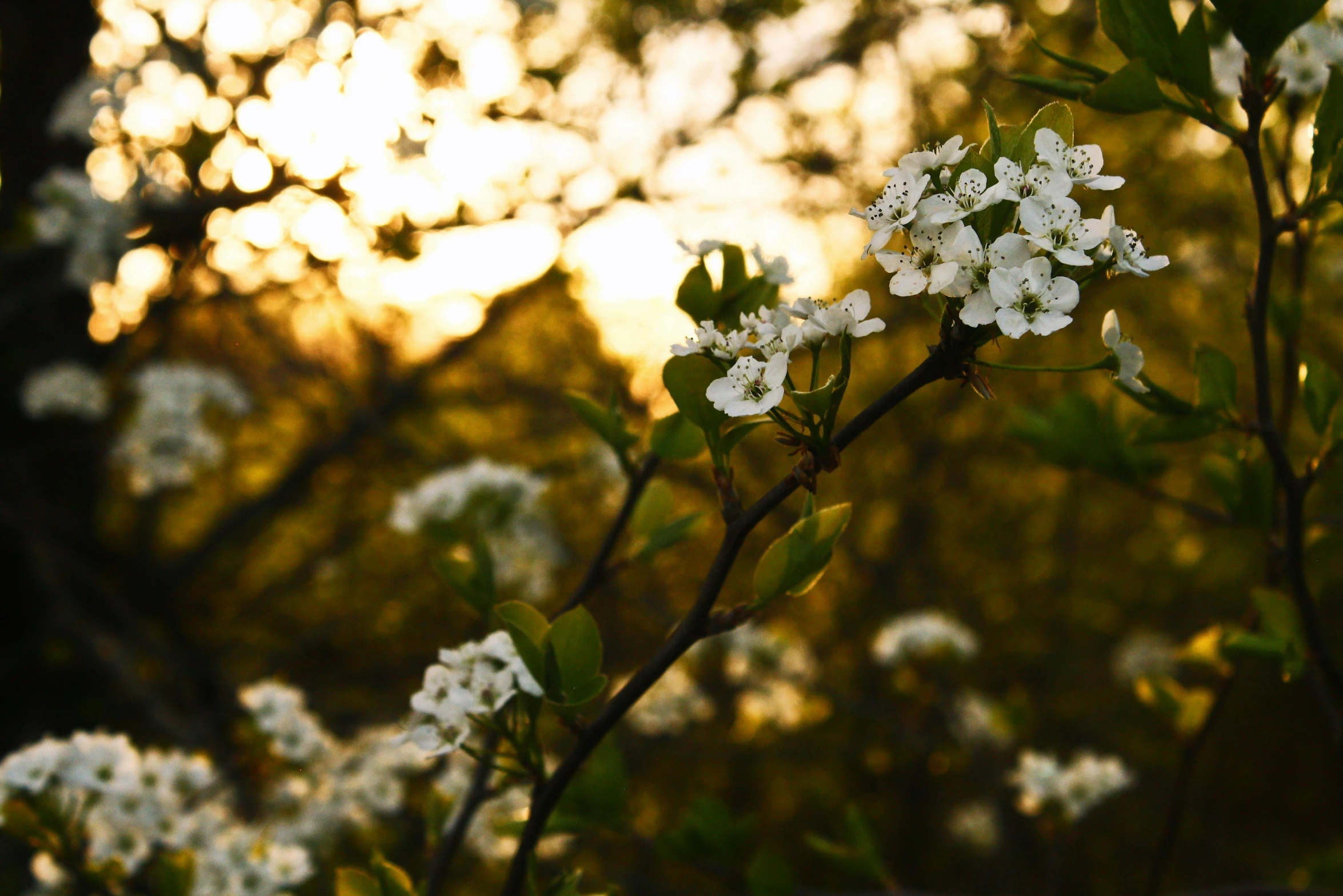 a close up of a tree with white flowers, by Niko Henrichon, pexels, sun down golden hour, instagram picture, shot on sony a 7, blooming