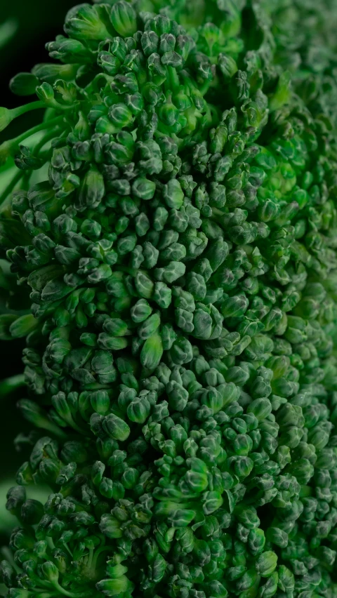 a close up of a piece of broccoli, inspired by Choi Buk, pexels, art nouveau, zoomed in shots, fine details 8k octane rendering, rows of lush crops, shot on sony a 7