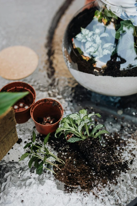 a close up of a potted plant on a table, snowglobe, dirt and grawel in air, flat lay, garden setting