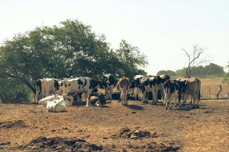 a herd of cows standing on top of a dirt field, sitting down, malika favre, well shaded, milk