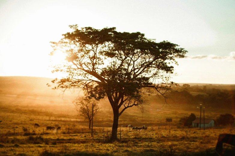 a lone tree sitting in the middle of a field, pexels contest winner, brazilian, warm sunlight shining in, permaculture, instagram post