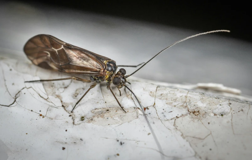 a close up of a bug on a white surface, pexels contest winner, sitting on a table, dipstick tail, gossamer wings, taken in the night