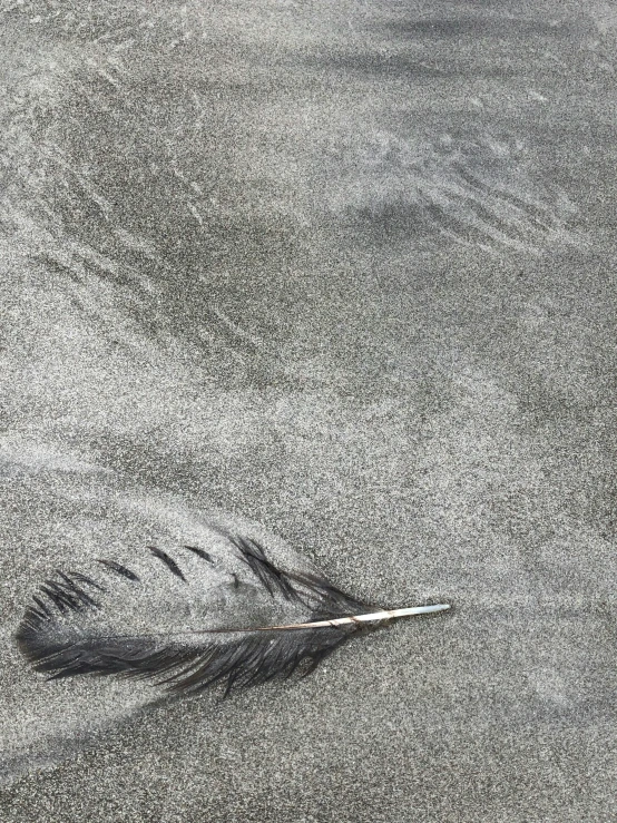 a feather that is laying in the sand, inspired by Vija Celmins, francine van hove, cai xukun, grey, 2020