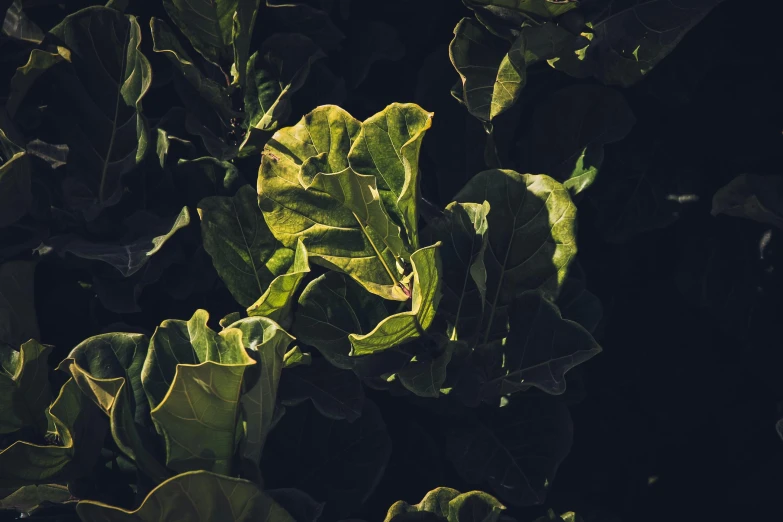 a close up of a plant with green leaves, unsplash, australian tonalism, back - lit, fig leaves, instagram picture, no cropping