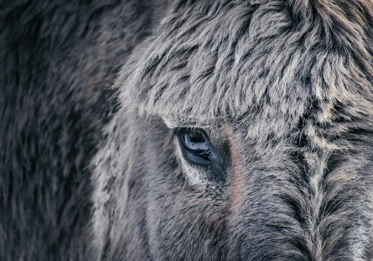 a close up of a donkey's face with blue eyes, a macro photograph, by Adam Marczyński, pexels contest winner, sheep wool, a photo of an elephant, grey, shot on hasselblad