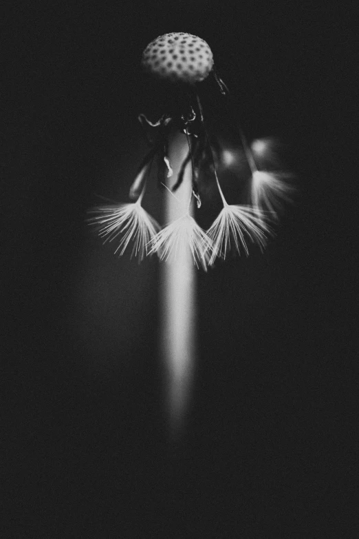 a black and white photo of a dandel, inspired by Cornelia Parker, unsplash, conceptual art, glowing feathers, ballerina, angel's trumpet, ffffound