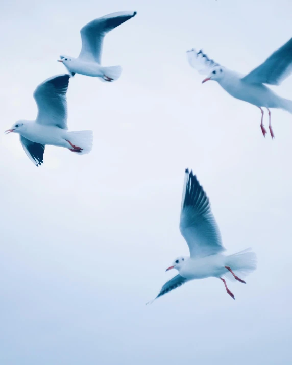 a flock of seagulls flying in the sky, pexels contest winner, non-binary, feeds on everything, four wings, trending on vsco