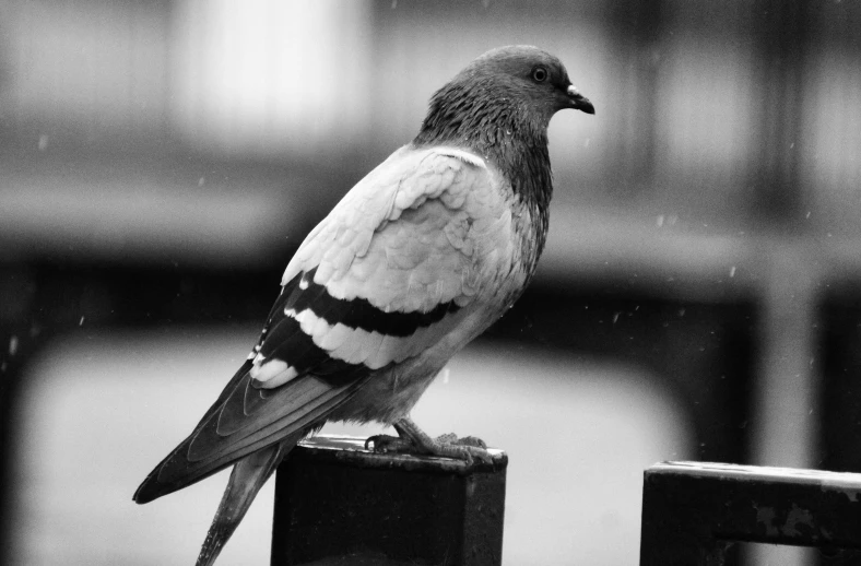 a black and white photo of a pigeon sitting on a post, rain is falling, ornamented, losing feathers, outdoor photo