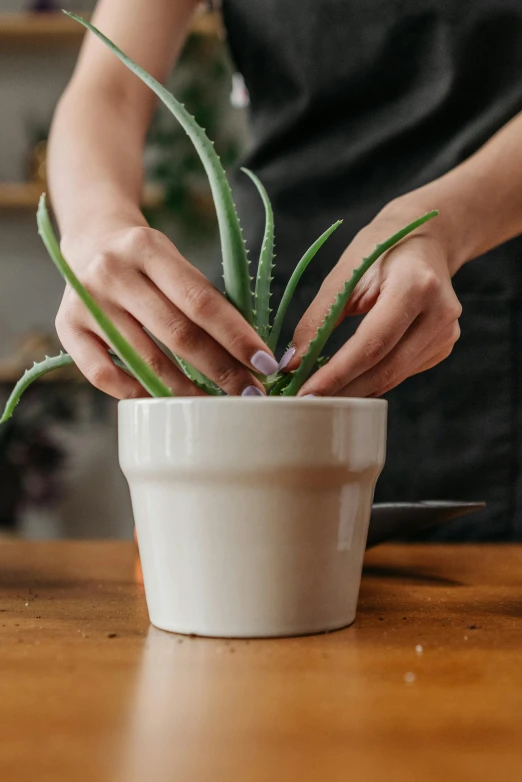 a woman is arranging a potted plant on a table, inspired by Ceferí Olivé, trending on pexels, spiky, hand holding a knife, porcelain organic, detailed product image