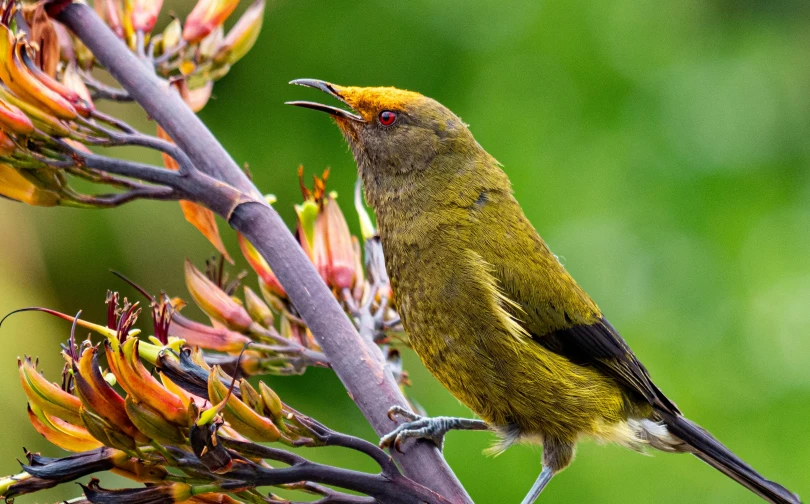 a yellow bird sitting on top of a tree branch, by Gwen Barnard, pexels contest winner, hurufiyya, new zeeland, brass beak, subtropical flowers and plants, a horned