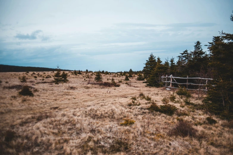 a fence in the middle of a grassy field, unsplash, land art, fir trees, pov photo, barren tundra, pale pink grass