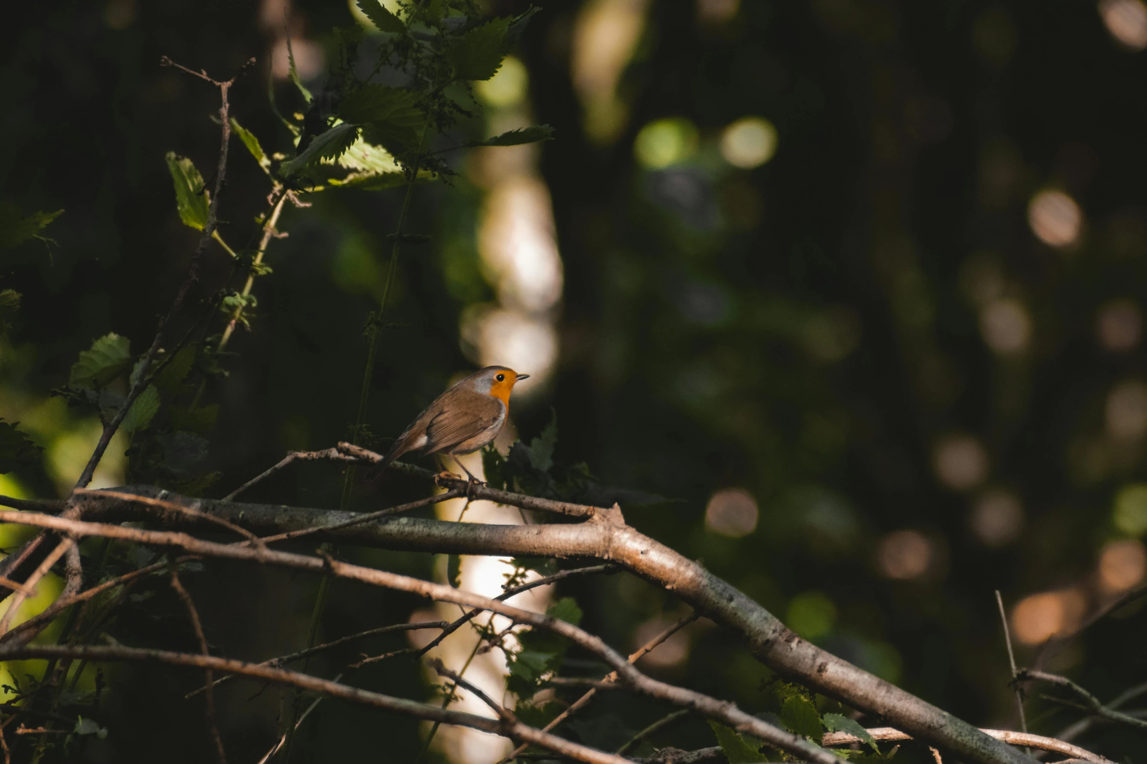 a small bird sitting on top of a tree branch, pexels contest winner, renaissance, in a woodland glade, forest light, 🦩🪐🐞👩🏻🦳, unsplash photography