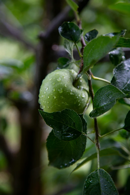 a close up of a green apple on a tree, on a rainy day, lush foliage, 🍸🍋, photograph