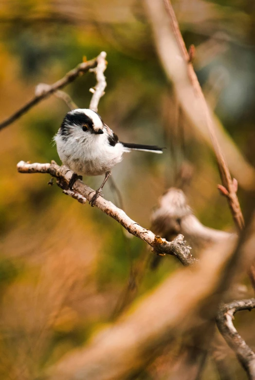 a small bird sitting on top of a tree branch, by Peter Churcher, bushy white beard, explore, as photograph