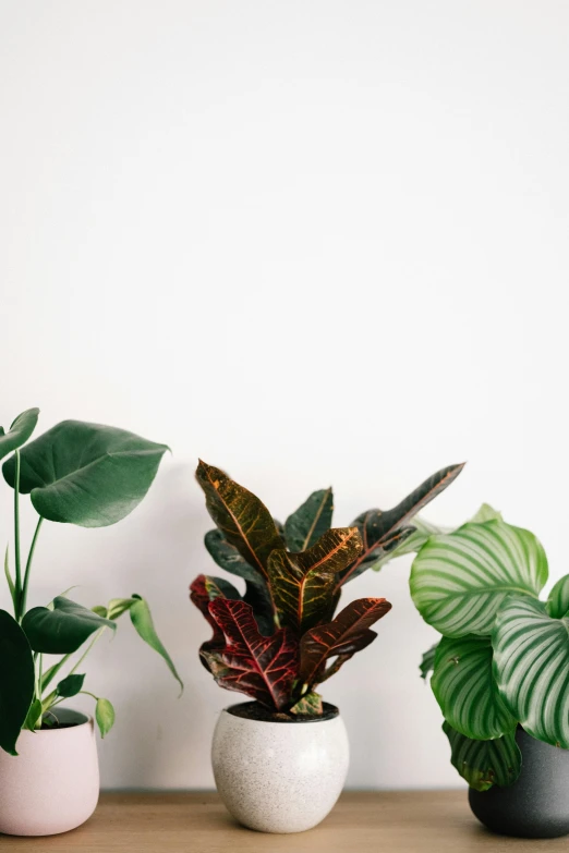 a row of potted plants sitting on top of a wooden table, by Carey Morris, trending on unsplash, minimalism, in front of white back drop, made of leaves, low fi, mix