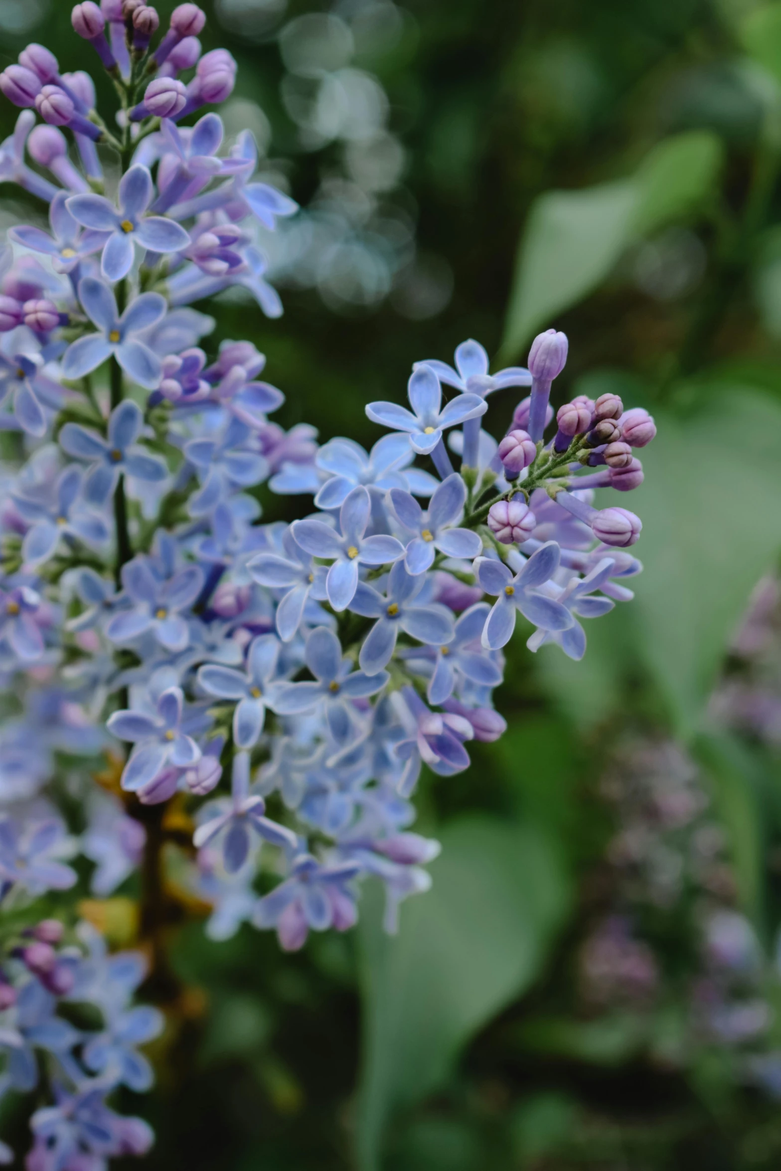 a close up of a bunch of purple flowers, light blue mist, lilacs, exterior shot, subtle detailing