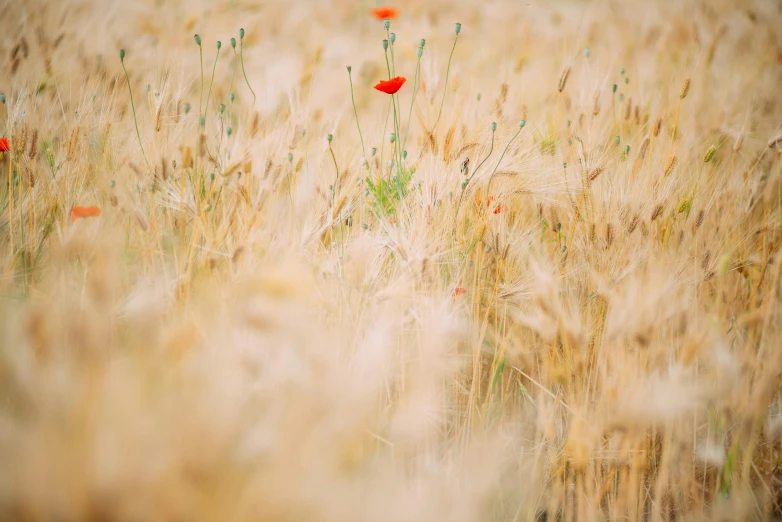 a field that has some red flowers in it, by Adam Marczyński, pexels contest winner, low grain film, gold, minimal background, fine art print