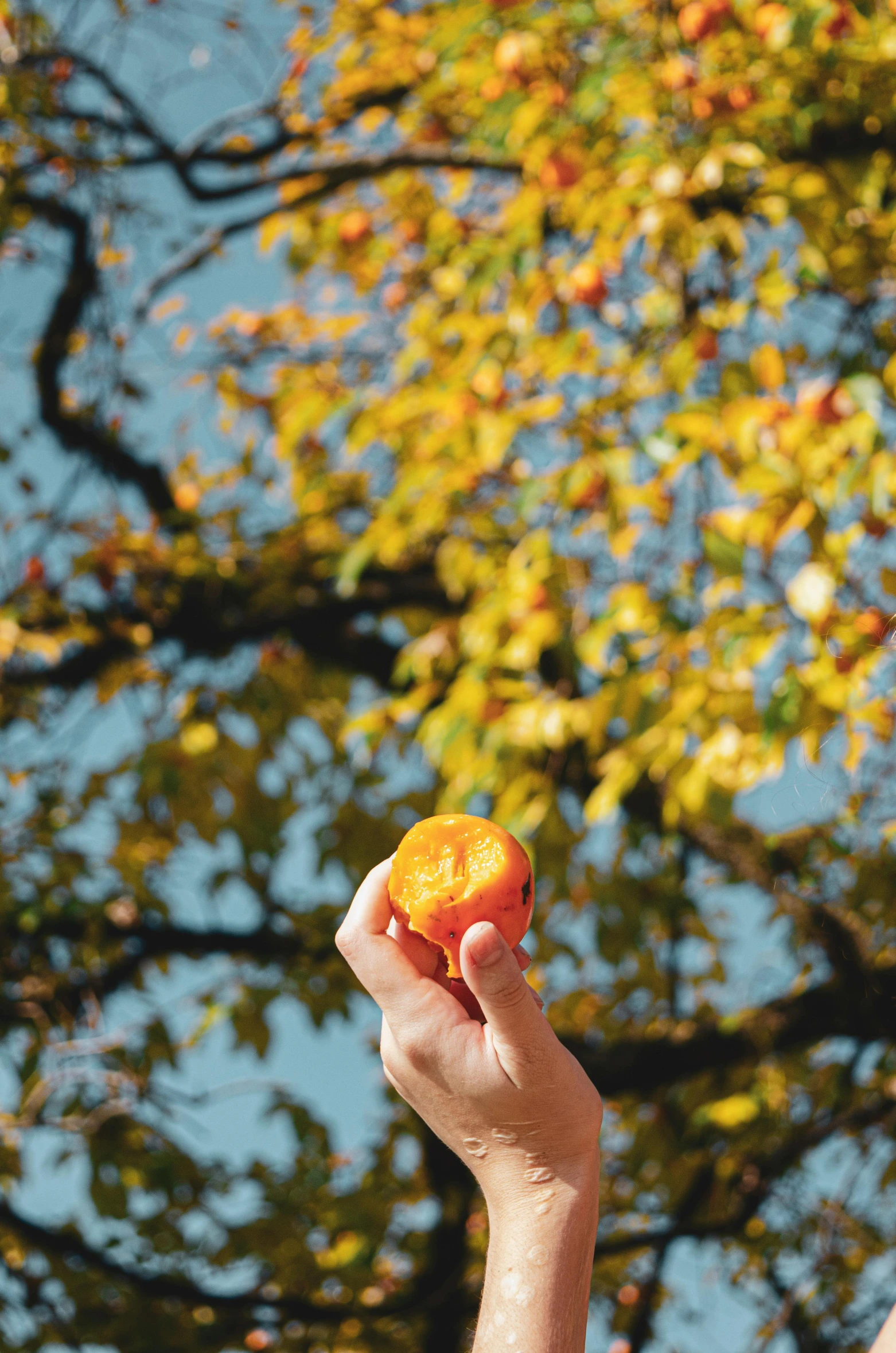 a man holding an orange in front of a tree, by Niko Henrichon, unsplash, touches of gold leaf, 🐿🍸🍋, sunny sky, an apple