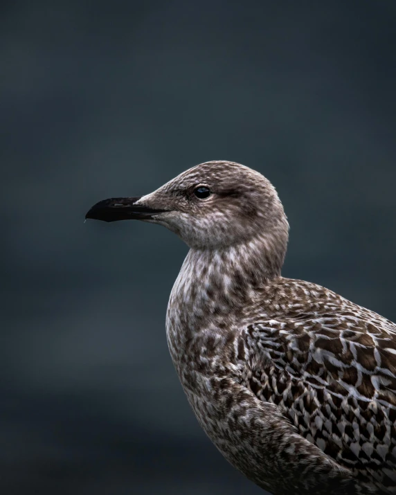 a close up of a bird on a rock, facing the camera