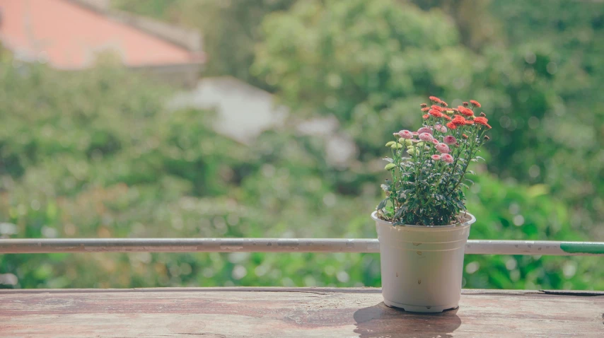 a potted plant sitting on top of a wooden table, pexels contest winner, flower garden summer morning, soft grey and red natural light, shot from roofline, bokeh + dof + 8k