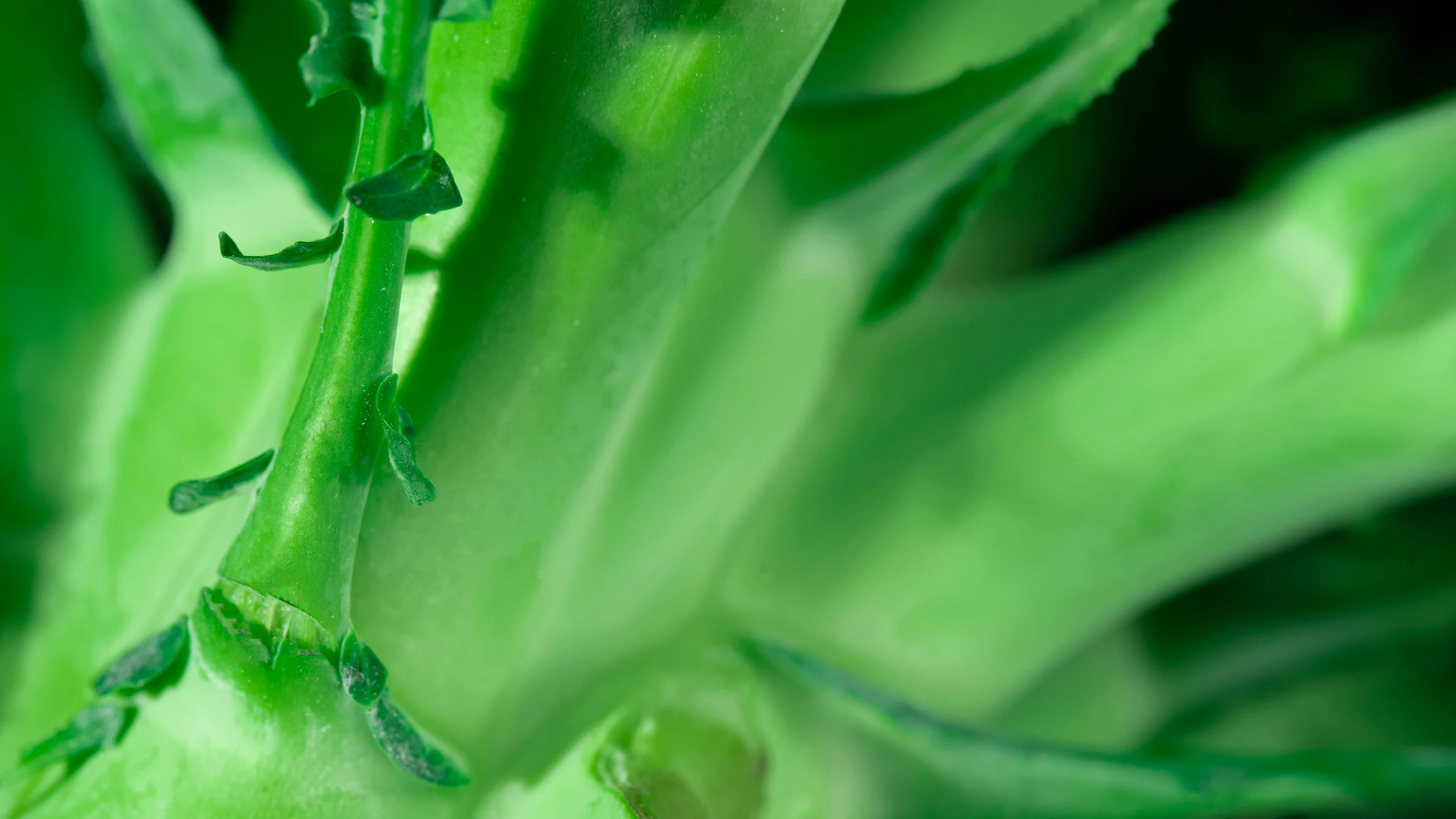 a close up of a plant with green leaves, full of greenish liquid, robotic cactus design, lightgreen, photographed