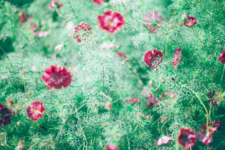 a bunch of red flowers sitting on top of a lush green field, inspired by Elsa Bleda, pexels, pastel flowery background, gypsophila, green and pink, amongst foliage