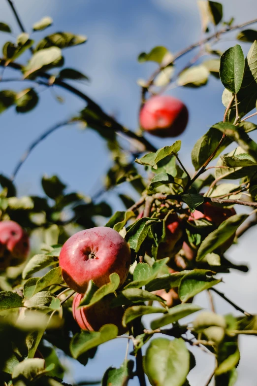 a bunch of red apples hanging from a tree, by Niko Henrichon, unsplash, renaissance, blue sky, pink, farms, background image