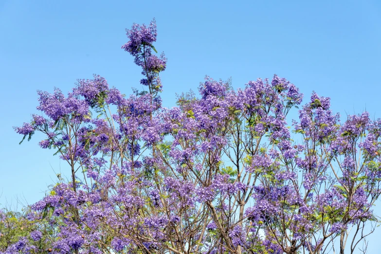 a tree with purple flowers against a blue sky, by Gwen Barnard, pexels, on a hot australian day, ((purple)), crown of blue flowers, gold green blue purple