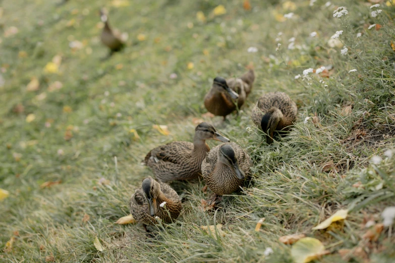 a group of ducks that are standing in the grass, unsplash, hurufiyya, grassy autumn park outdoor, 2022 photograph, digital image, greens)