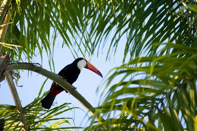 a black and red bird sitting on top of a palm tree, slide show, conde nast traveler photo, multicolored, canopy