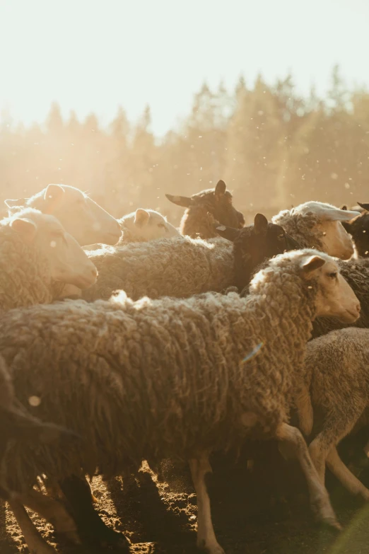 a herd of sheep walking across a dirt field, by Jan Tengnagel, trending on unsplash, renaissance, backlit fur, made of wool, bedhead, school class