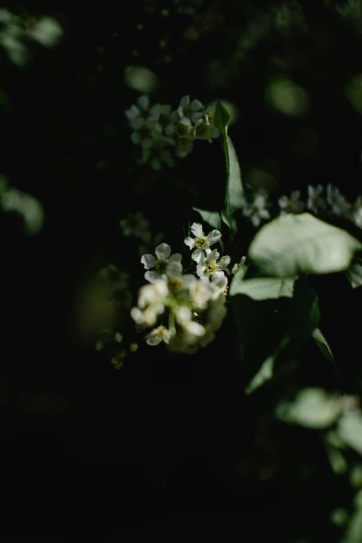 a close up of a plant with white flowers, unsplash, happening, blurry footage, ( low key light ), ignant, lush trees and flowers