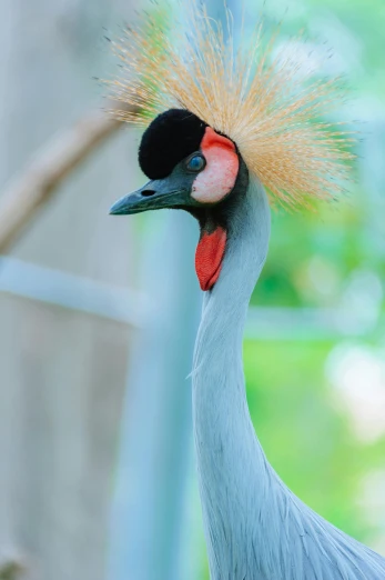 Птицы с длинными шеями фото Image Details of gray crowned crane grey crowned crane eastern crowned crane