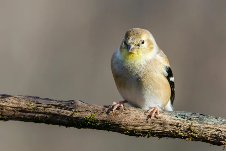 a small bird perched on a branch of a tree, a portrait, trending on pexels, small blond goatee, mid 2 0's female, yellowed, pallid skin