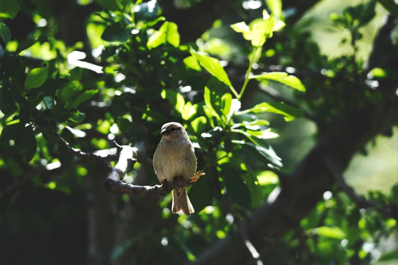 a small bird sitting on top of a tree branch, unsplash, hurufiyya, dappled light, instagram picture, shot on sony a 7, vanilla