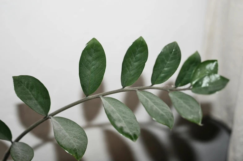 a close up of a plant with green leaves, trending on pexels, hurufiyya, light grey backdrop, weathered olive skin, 165 cm tall, moonlight grey