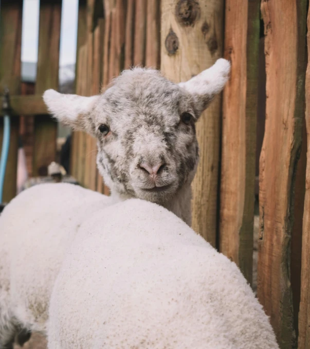 a couple of sheep standing next to a wooden fence, unsplash, happening, close - up of face, grey, quechua, clean photo