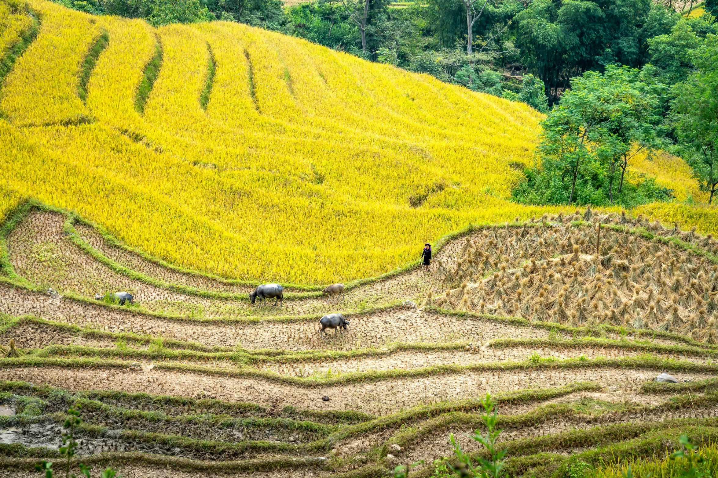 a couple of animals standing on top of a lush green hillside, by Meredith Dillman, pexels contest winner, sumatraism, vietnam war, yellow carpeted, immaculate rows of crops, autumn season