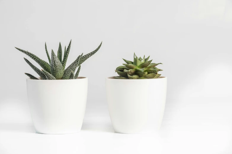 two potted succulents on a white background, a still life, inspired by Eero Snellman, trending on unsplash, pale milky white porcelain skin, light source on left, professional product shot, on grey background